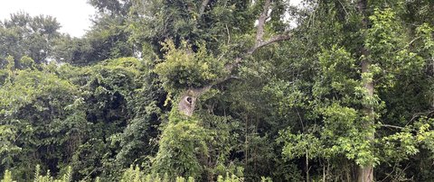 Land For Sale, Summerville