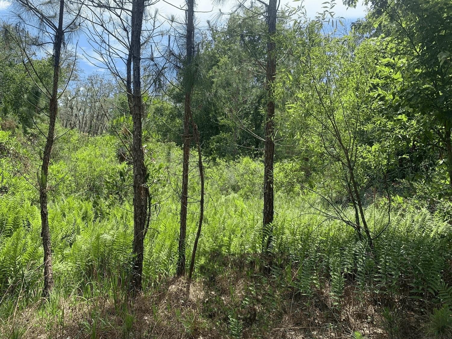 Kathleen Hunting Land For Sale