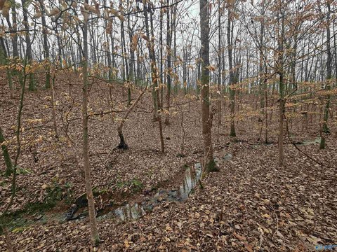 Undeveloped Acreage in Attalla, AL