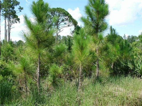 Land, Sebring, FL