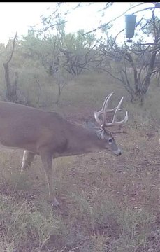 100 Acres of Versatile Pastureland