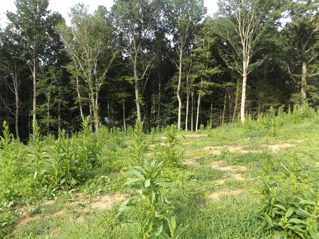 Picture 5