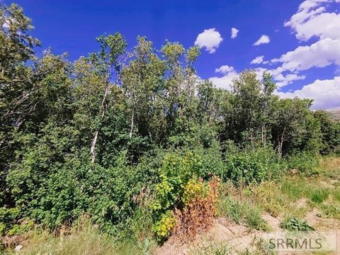 Scenic Wooded Land Near Lava