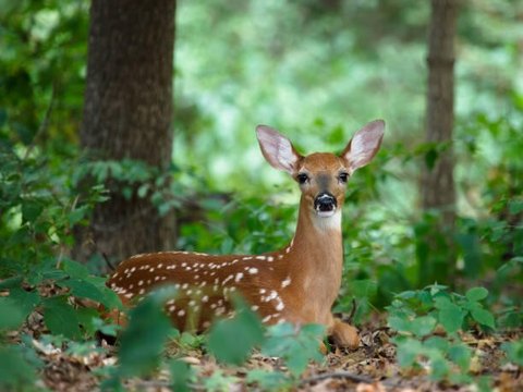 Residential Land in Bushkill, PA