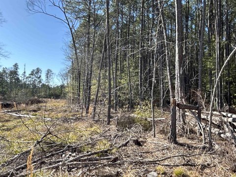 Sparkman, AR Land For Sale