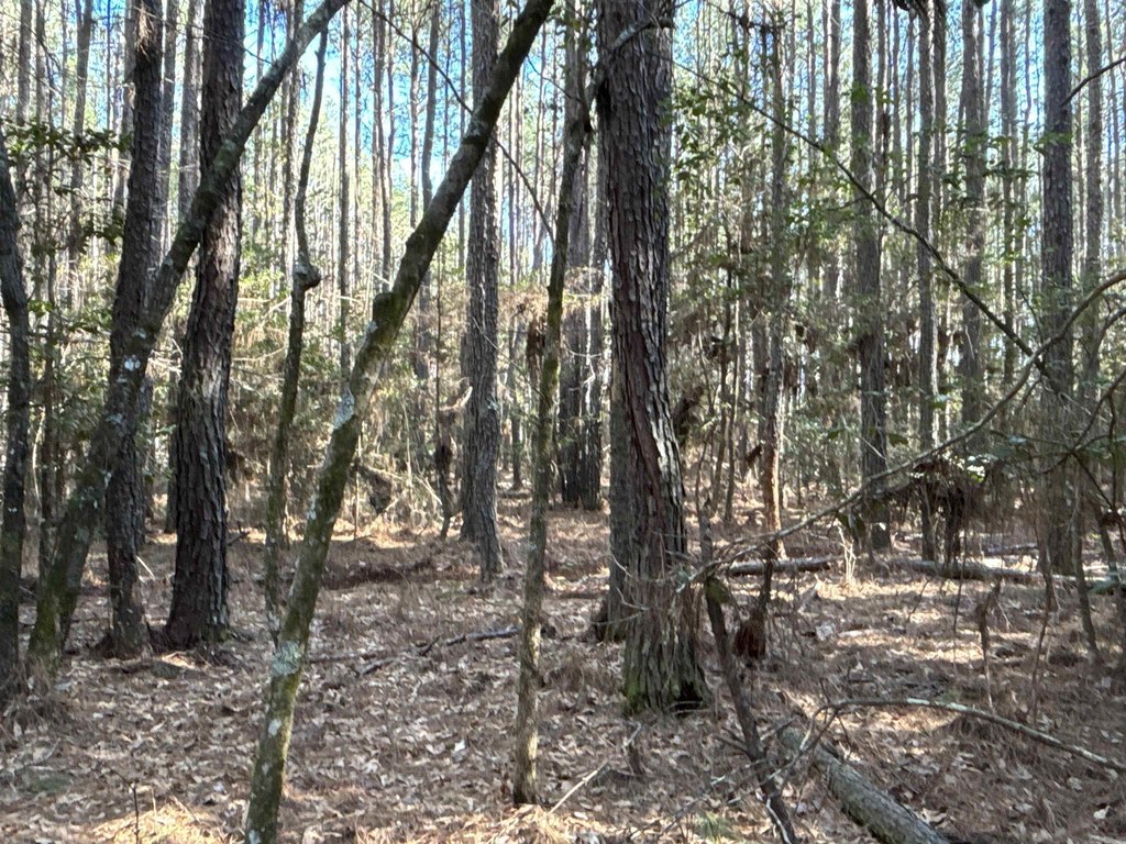 Picture 4