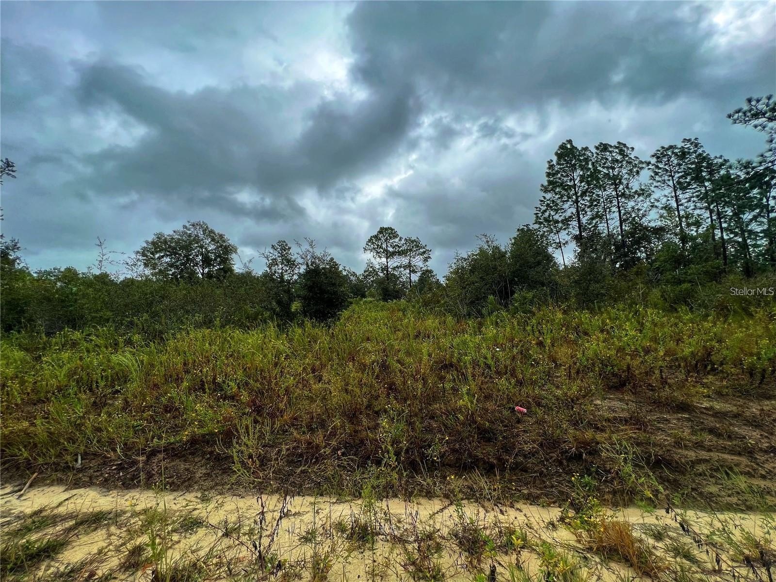 Williston, FL High Dry Land