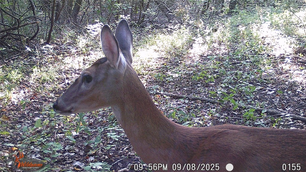 Picture 33