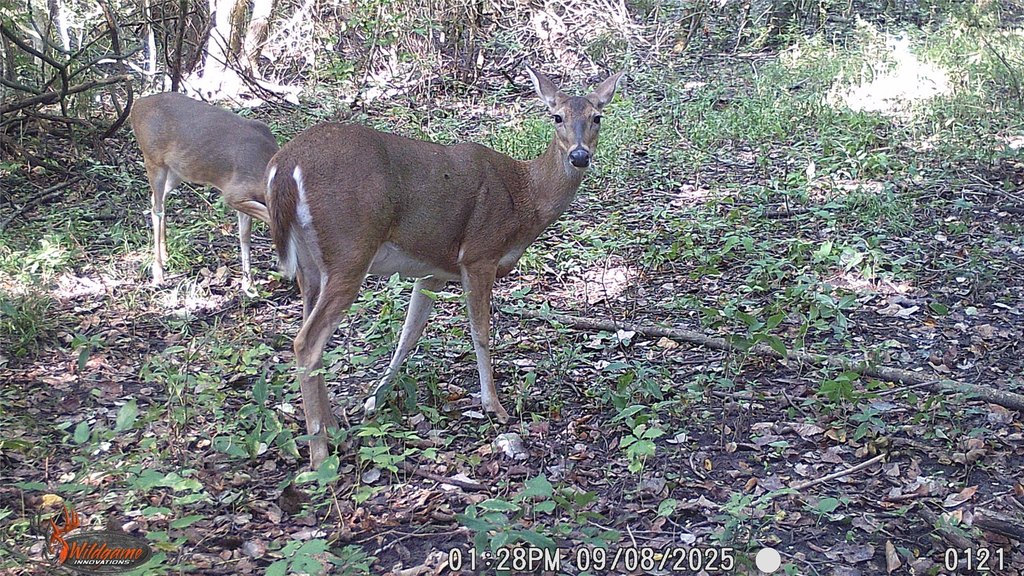 Picture 31