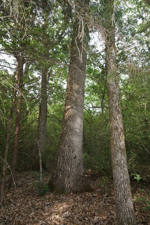 Picture 12