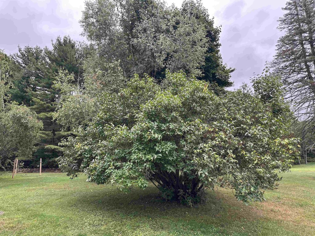 Picture 20