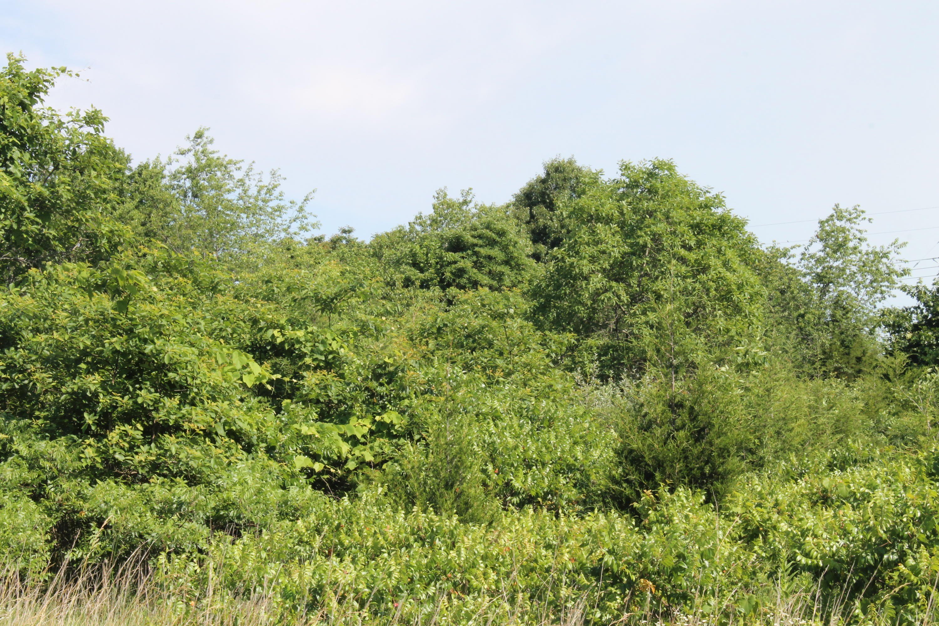 Land in Aurora, Missouri