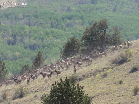 Colorado Mountain Land with Highway Access