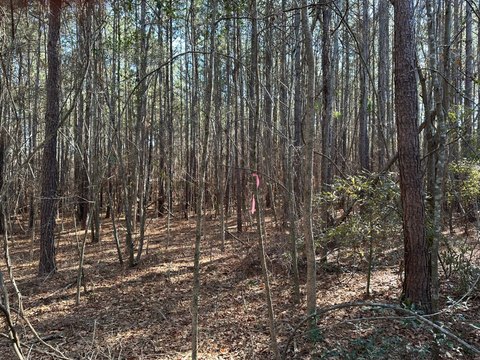 Red Springs Wooded Residential Lot