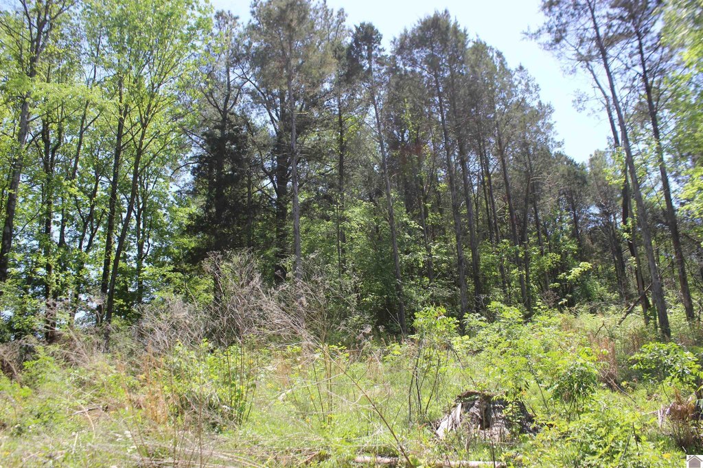 Picture 47