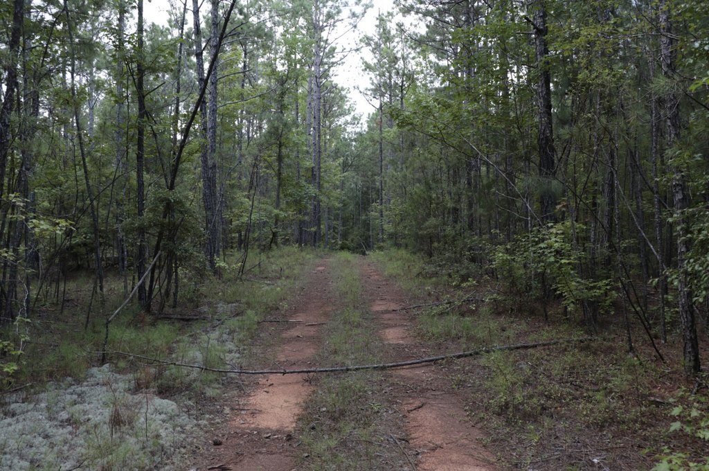 Picture 8