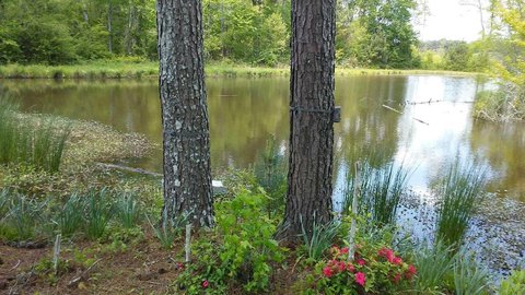 Land and Lots, Vinemont, AL