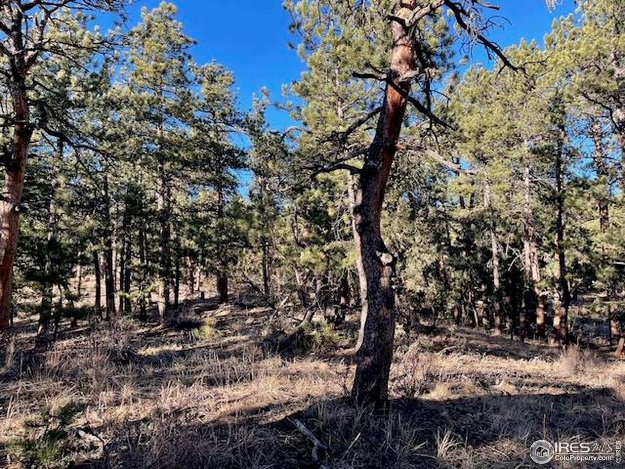 Mountain Lot Bordering National Forest