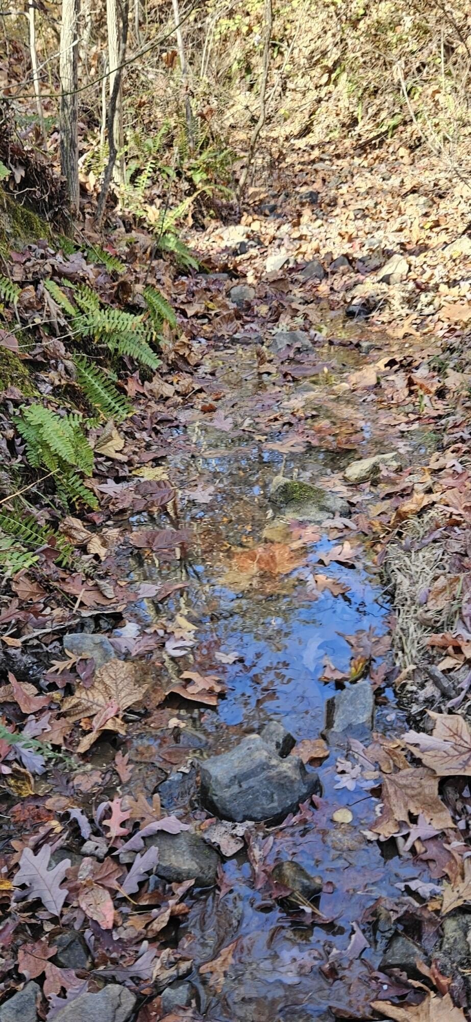 Wooded Acreage Near Troutville