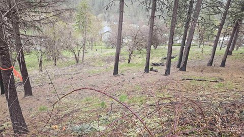 Buildable Lot in Peck, Idaho