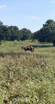 Land, Burleson, TX