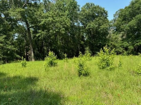 Jasper, TX Wooded Lot