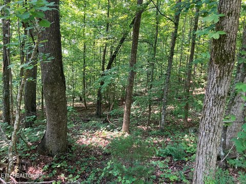LAND - Maynardville, TN