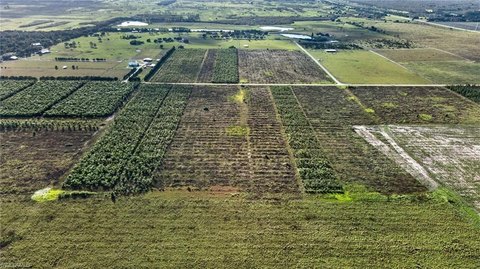 Bamboo-Planted Agricultural Land