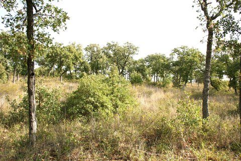 Wooded Recreation Land with Gated Access