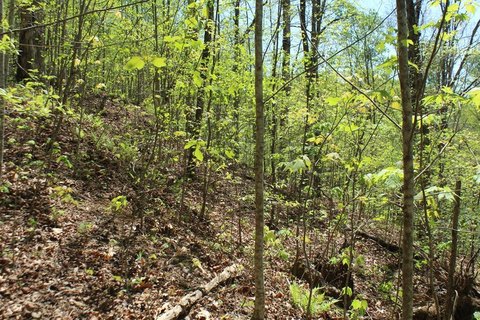 Vacant Lot in Equestrian Community
