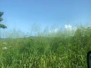 Picture 7