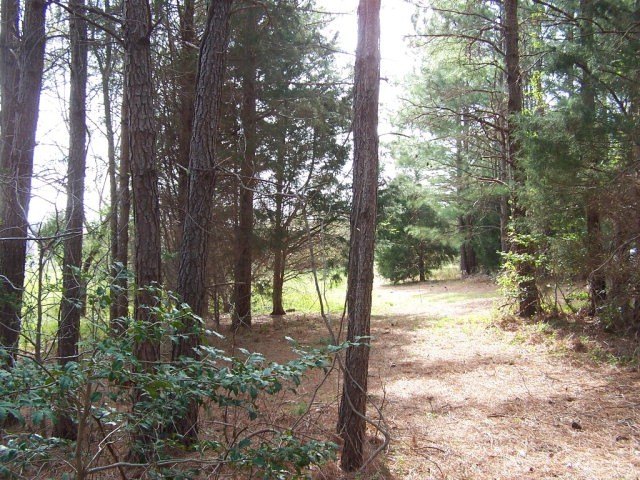 Picture 5
