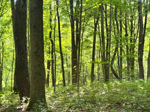 Wooded Recreational Land Parcel