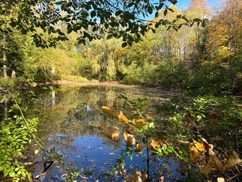 Wooded Recreational Land Parcel