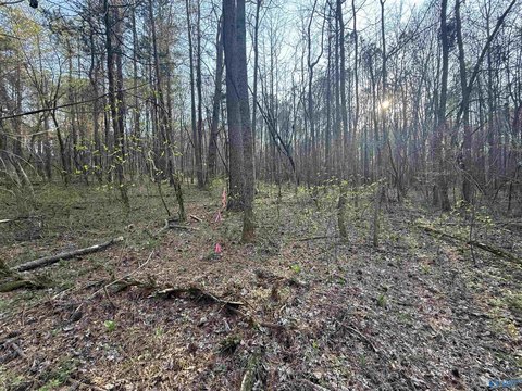 Toney, AL Wooded Acreage