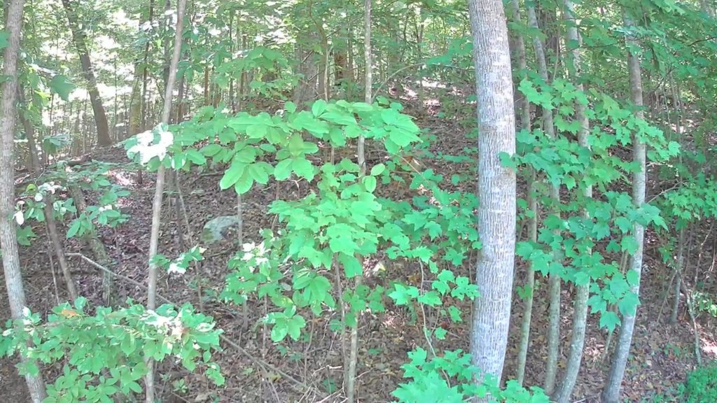 Picture 11