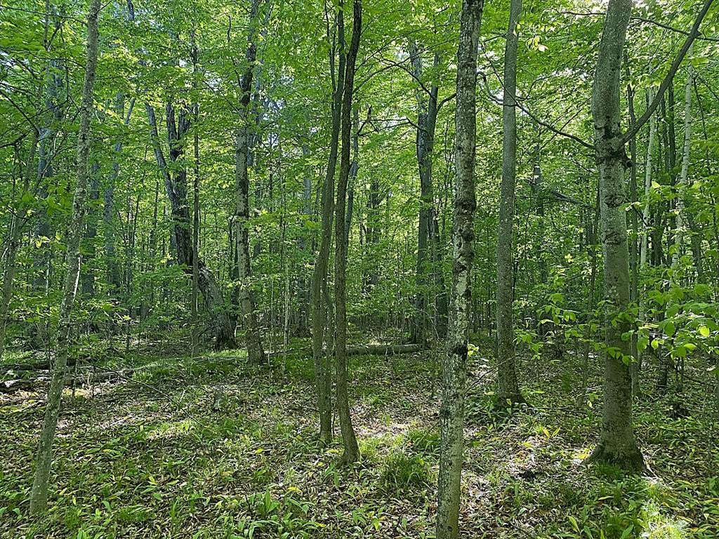 Picture 8