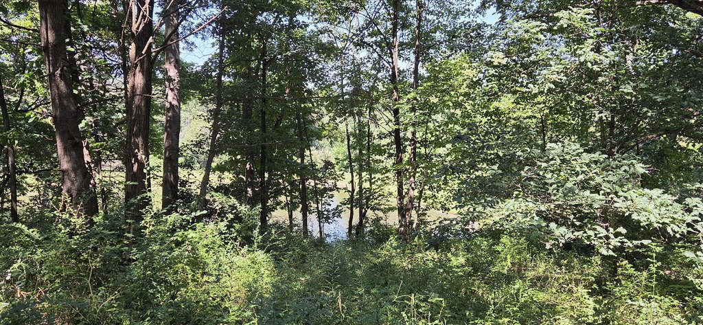 Picture 8