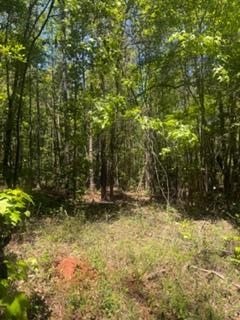 Undeveloped Hunting Land in Clayton, AL