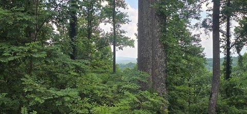 LAND - Blairsville, CA