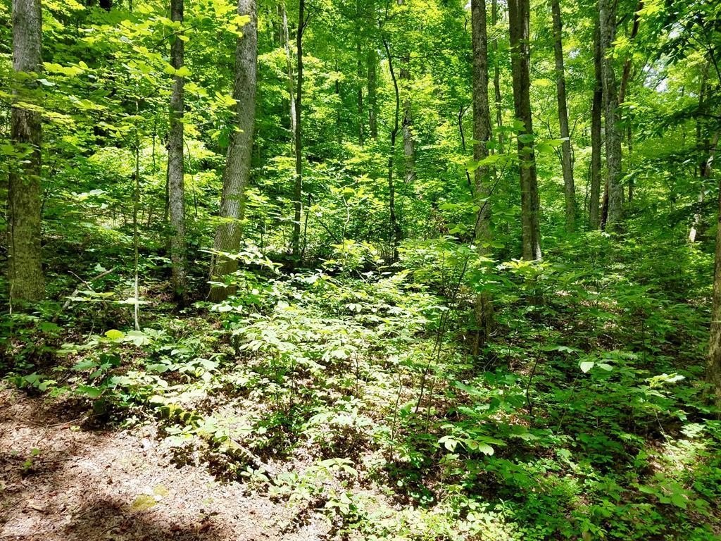Secluded Wooded Land Near Bryson City