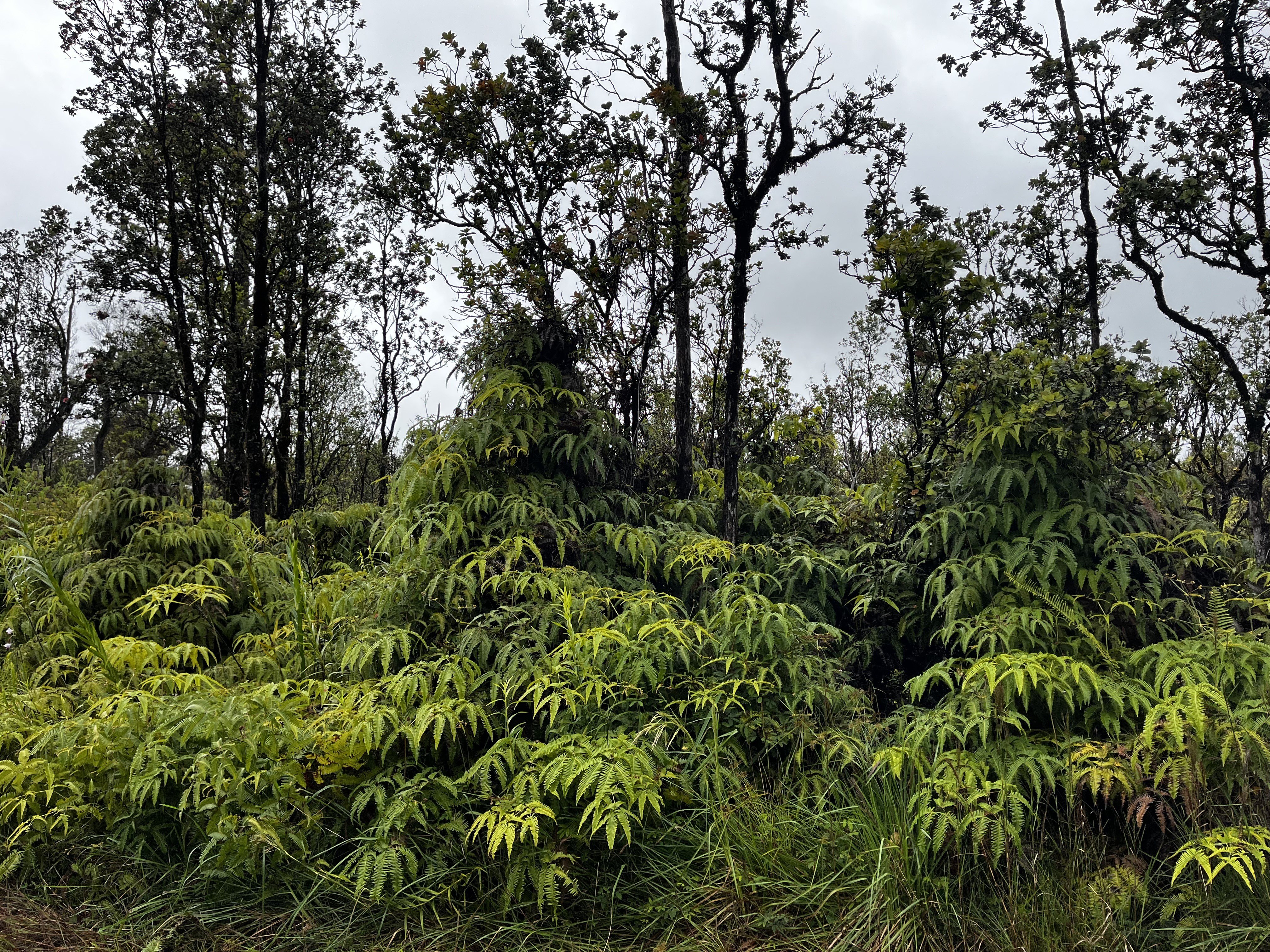 Land Near Volcano National Park