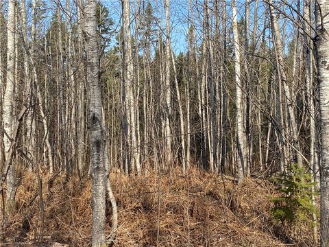 520 Acres of Vacant Forestland