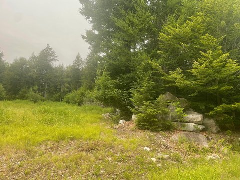 Hunting Land Parcel in Tree Growth