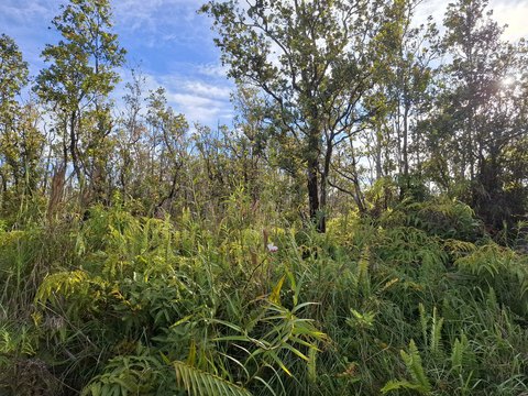 Agricultural Land with Buildable Square Lot