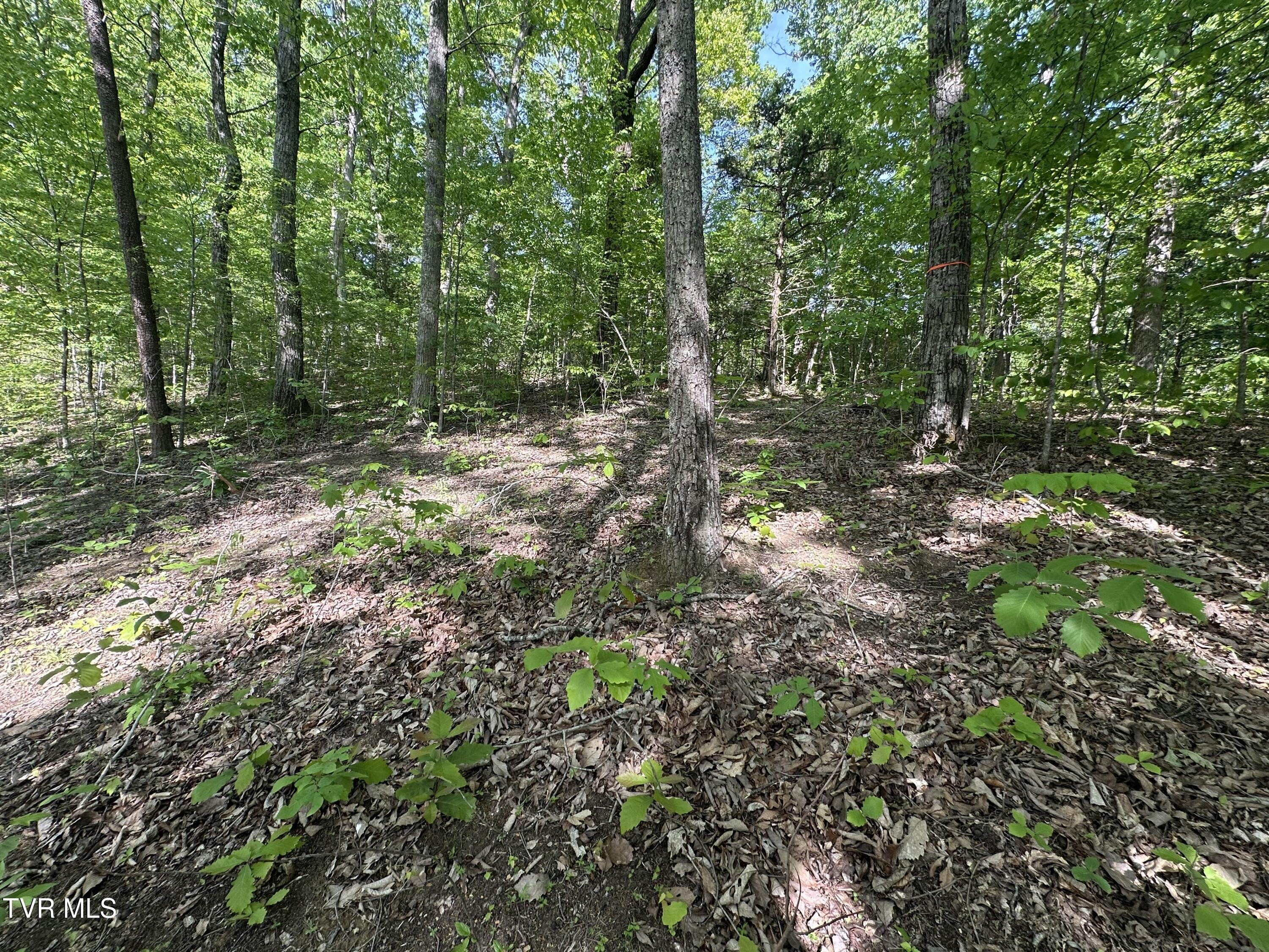 Cosby, TN Wooded Land Parcel