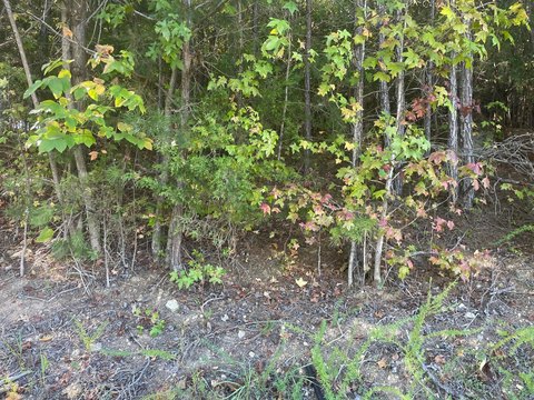 Land, Sale Creek, TN