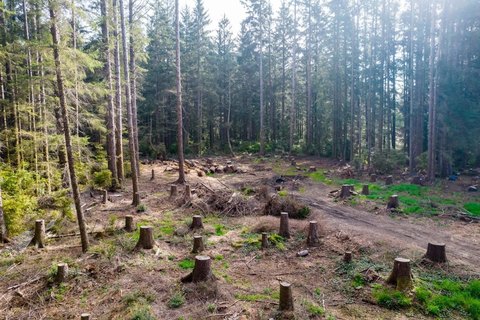 Crescent City Acre Lot