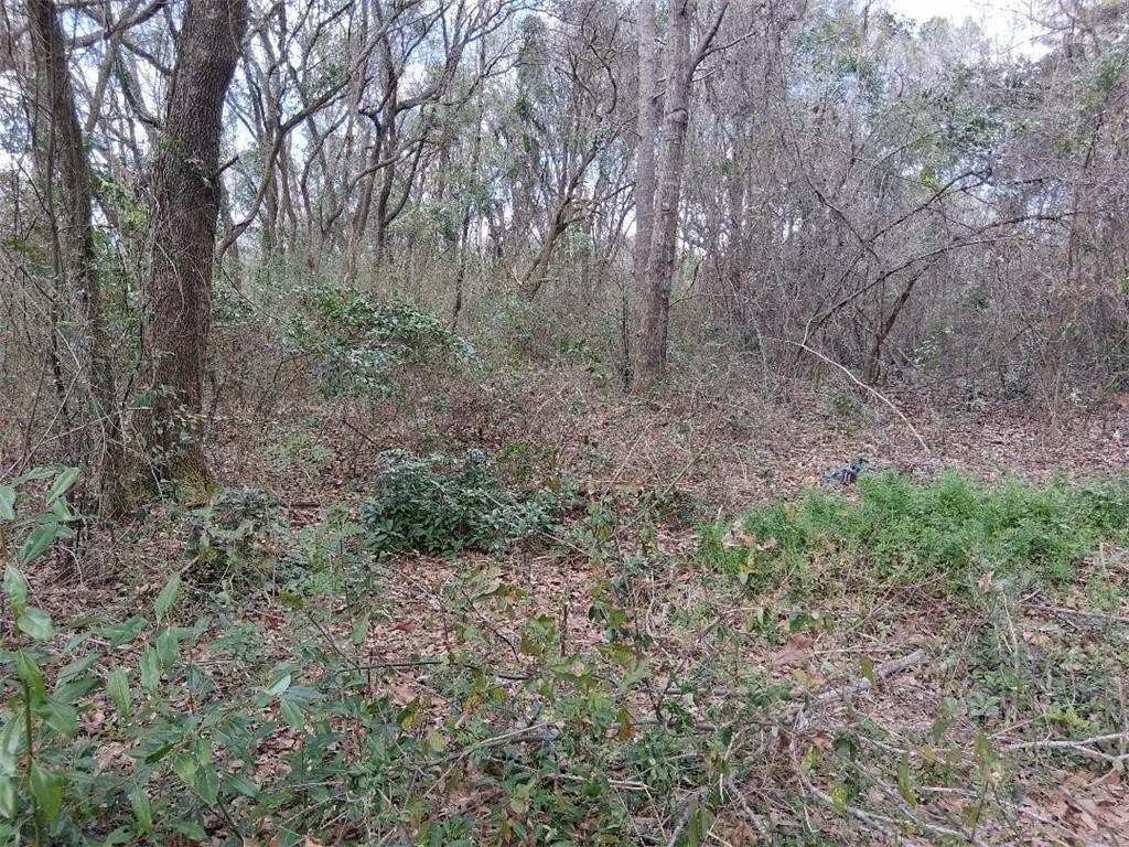 Unrestricted Wooded Land in Grand Bay