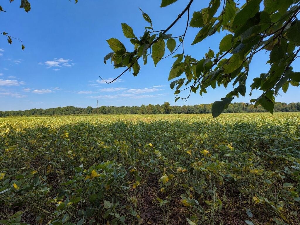Picture 46